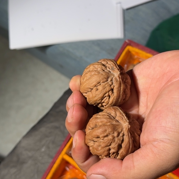 文玩核桃把件1024号全品霸王龙40mm以上