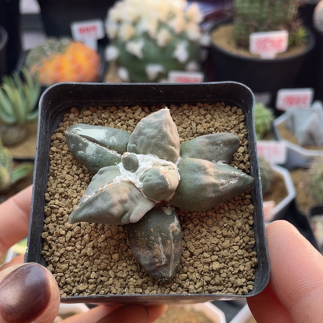 蛋尤变异牡丹仙人球