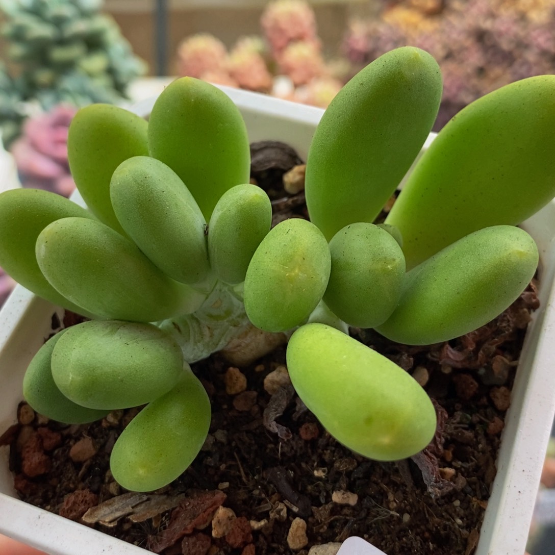 305芒果奶8cm多肉