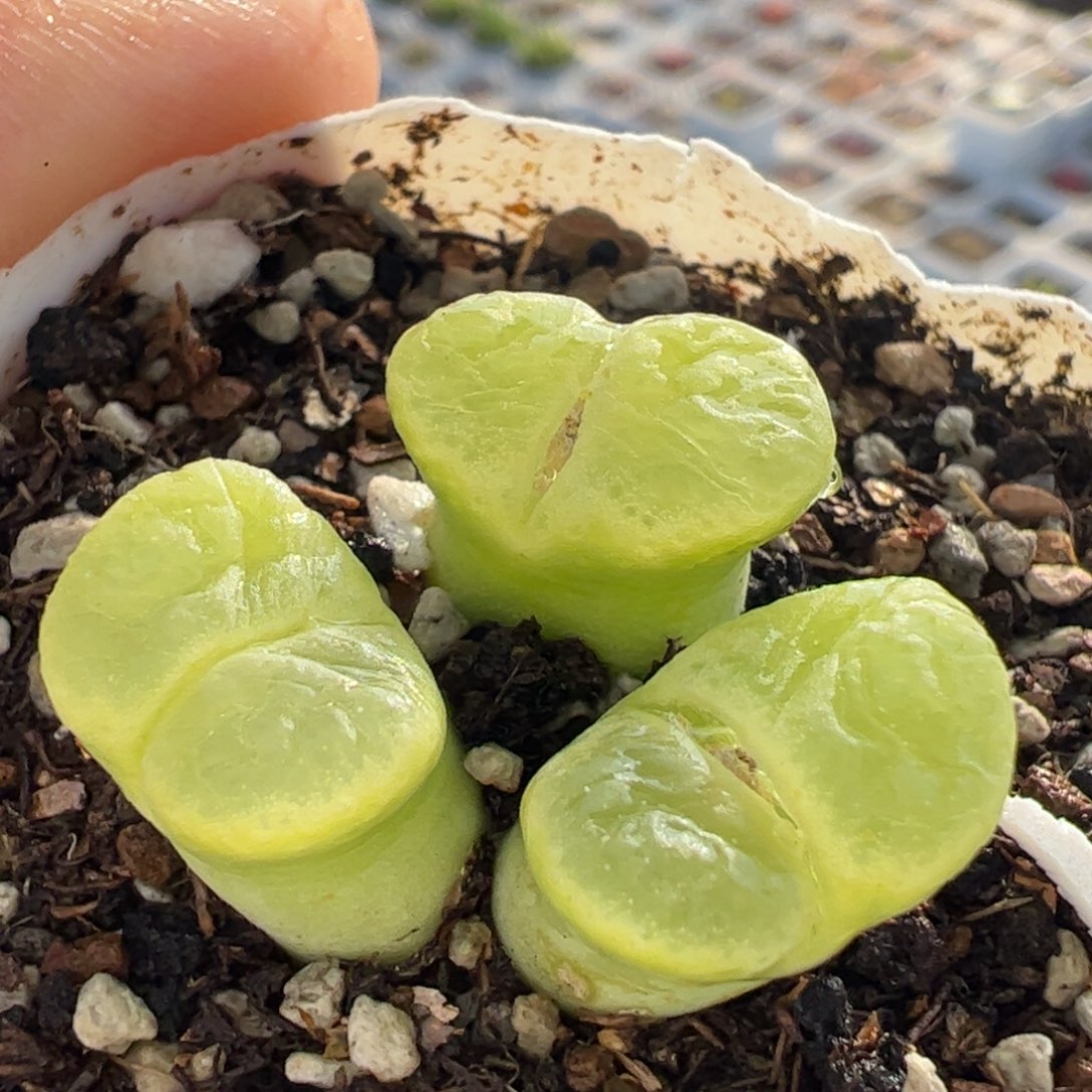 多肉植物百科103