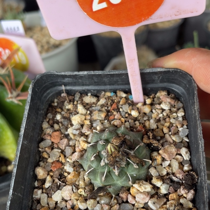 实生安德森29922992