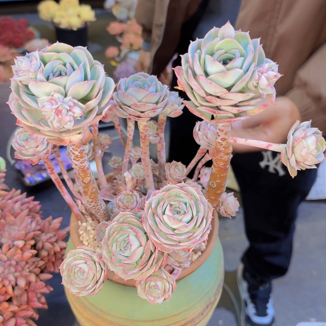 小***?多肉植物的生长发育和