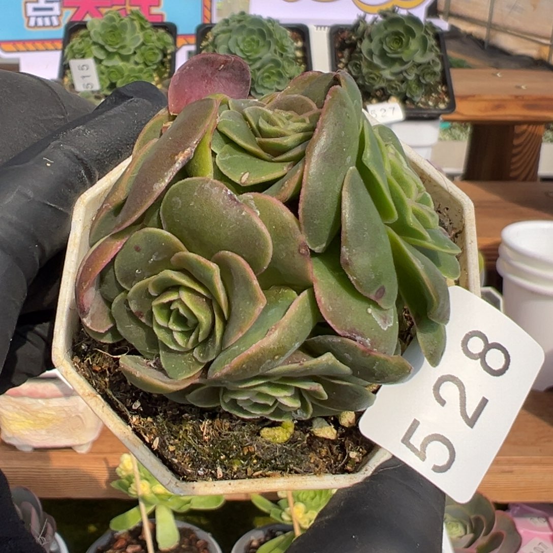 528厚叶泽兰5.5厘米