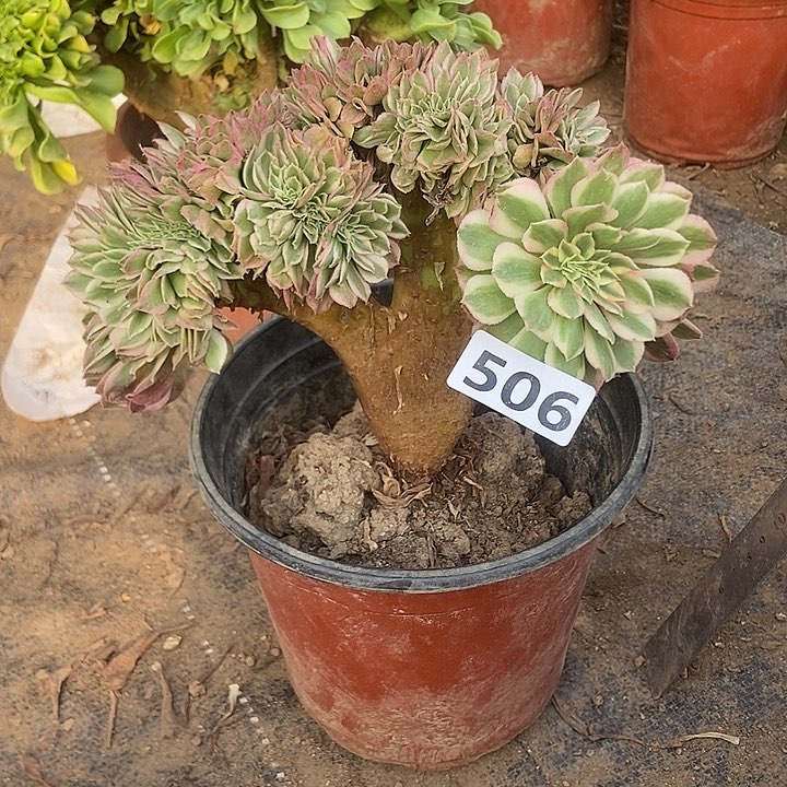 506万白缀化特价