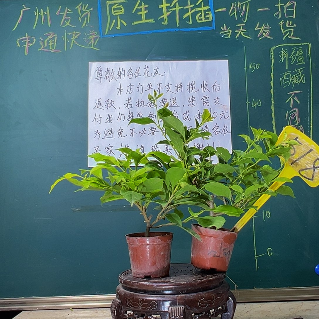 当前无花栽培后可以开花金夫人掌中宝 一颗盲盒掌中宝 518