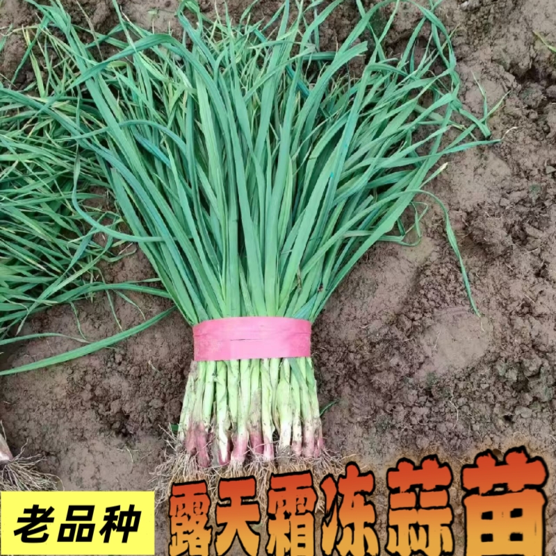 现挖露天新鲜红根蒜苗应季蔬菜蒜香味浓现扒现发