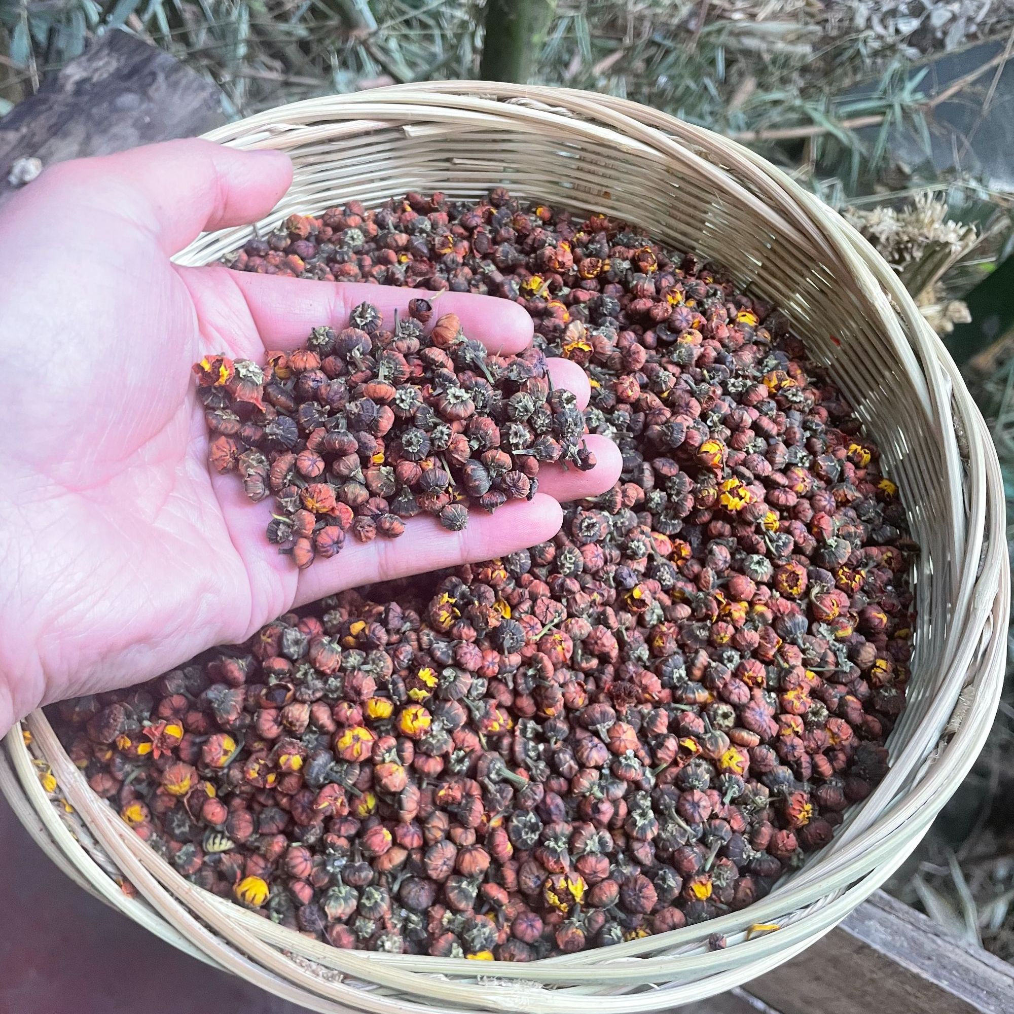 3【雪-胎-菊】净含量；50g-100g【万万现收】菌
