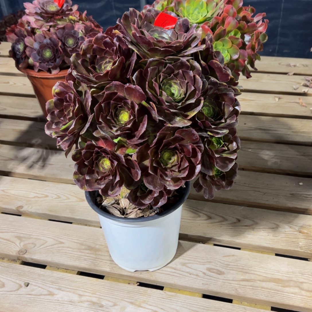 宁*吖70炖肉植物发货魅金