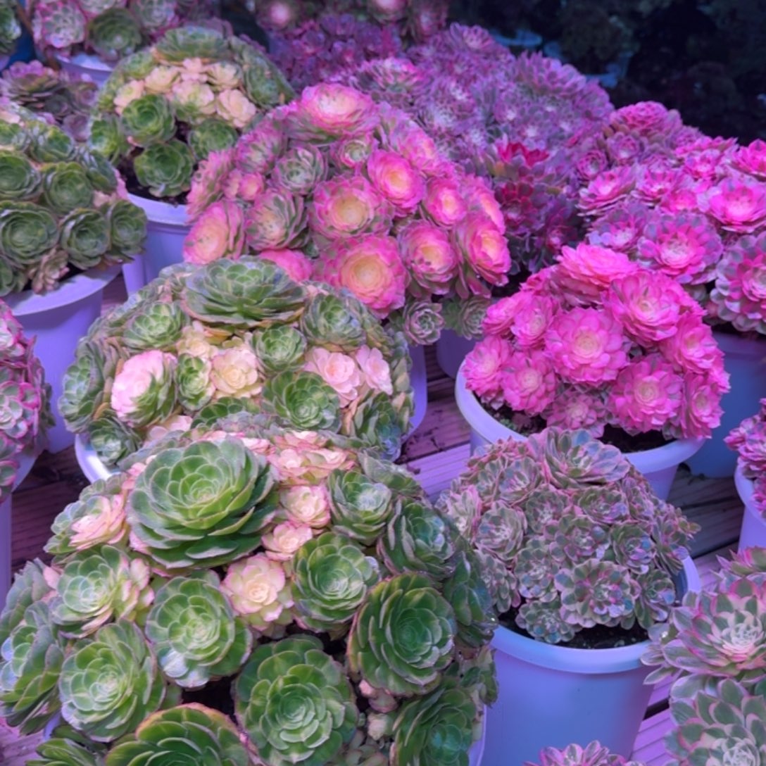 @***然多肉植物法师福利888