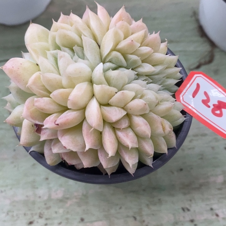 阳**好一物一拍白女王多肉128