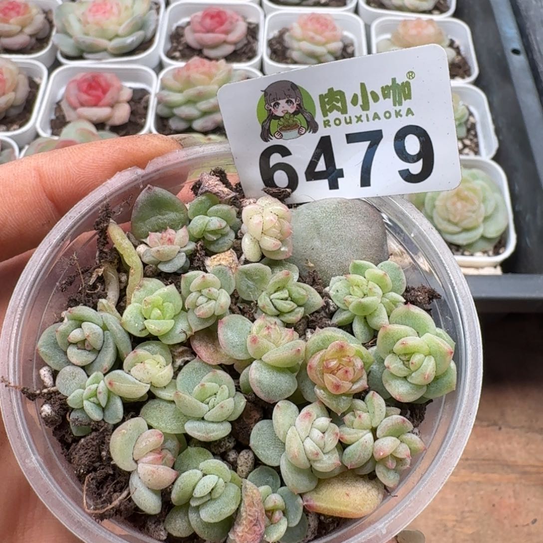 Q***笑多肉植物多肉植物