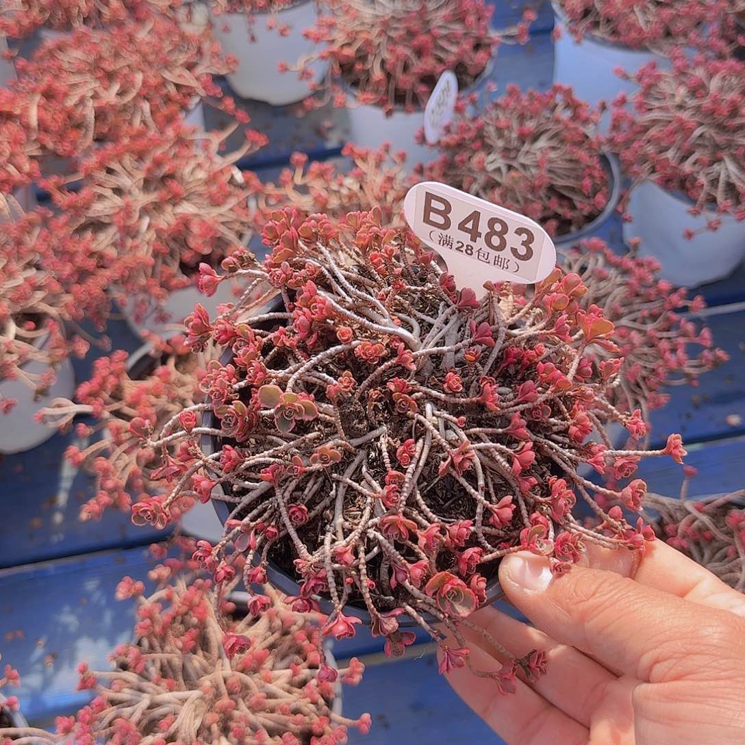 B483小球玫瑰锦一物一拍