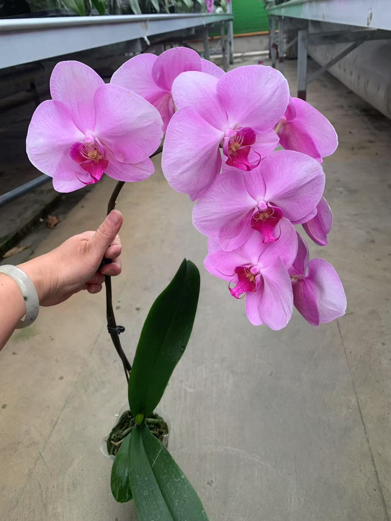 倾城蝴蝶兰，单颗