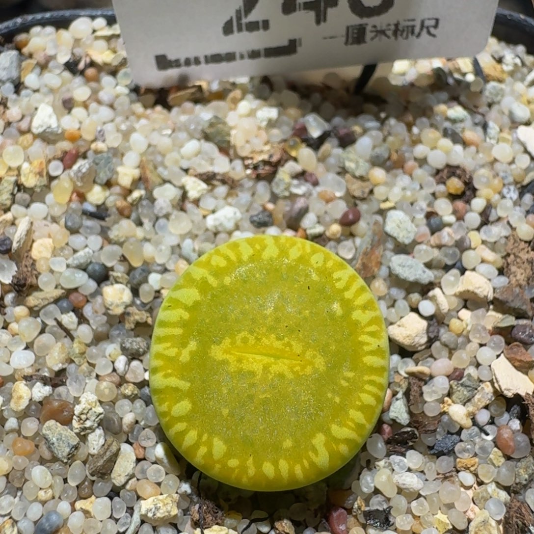 Zzzzzz生石花肉锥243