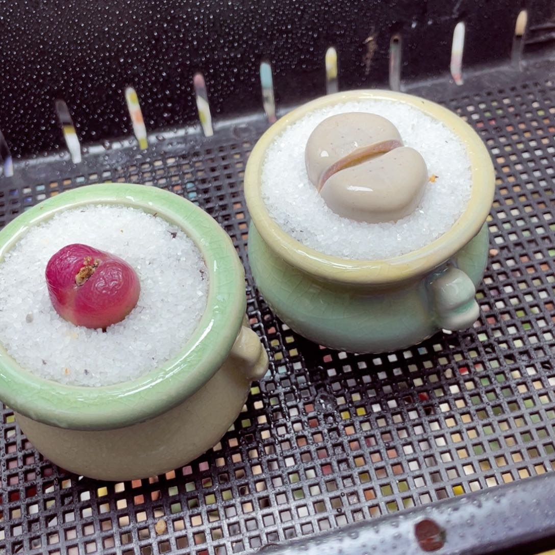 w1949 带盆土发货-零下地区拍保温箱