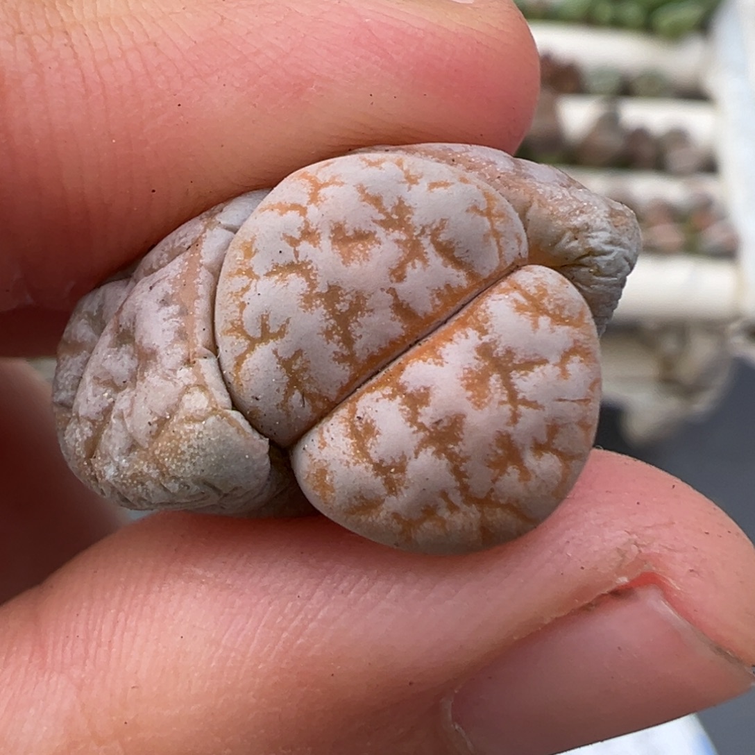 ****。1.1好看的多肉脱土发货