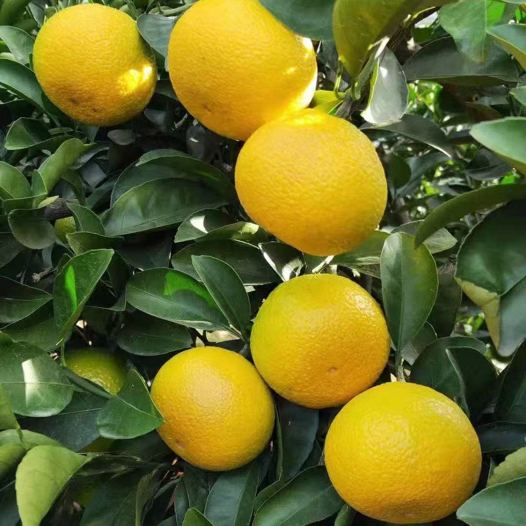 【正宗】福建南平甜桔柚甜心柚子橘柚孕妇水果净重5斤包邮装