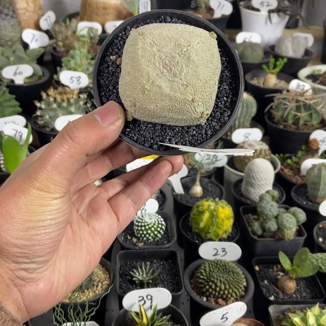 豆腐块凝提玉一个