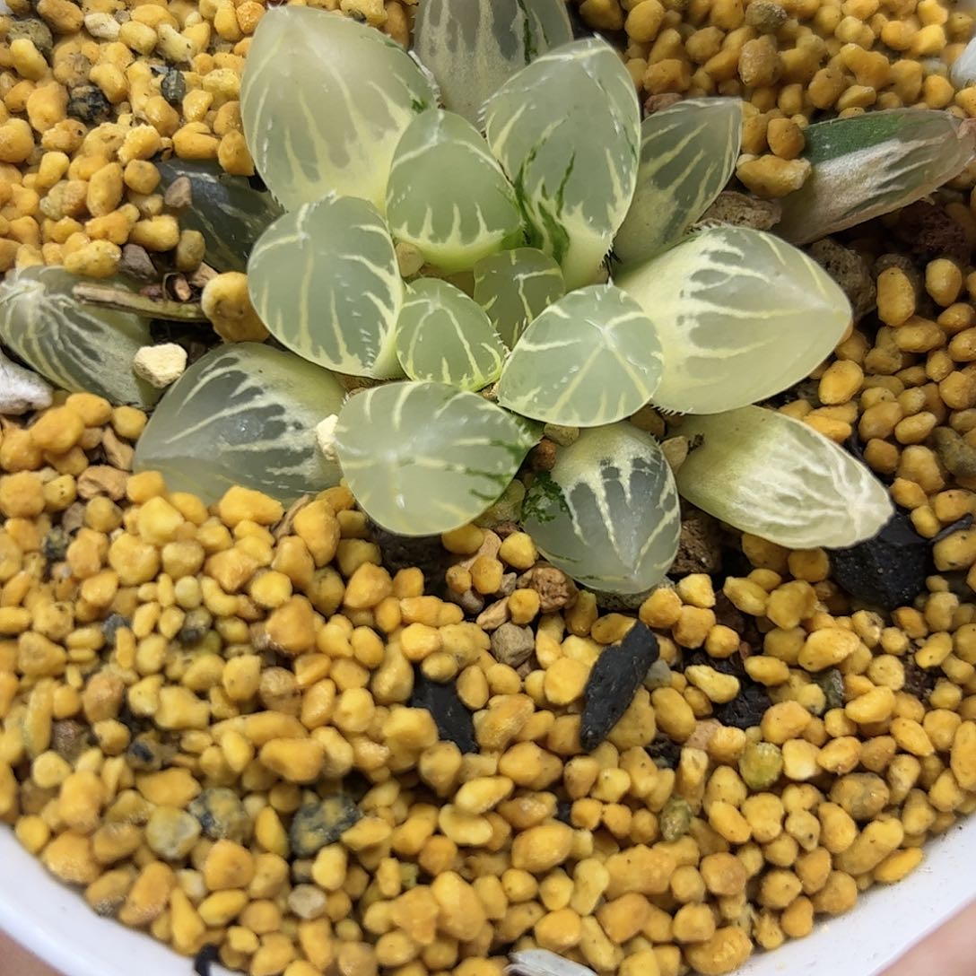 Oh糊斑锦十二卷多肉植物