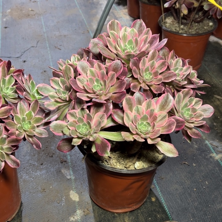 14多肉多肉多肉多肉多肉