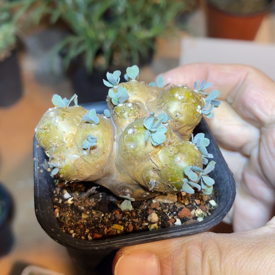 老家产地格加厚敦菊