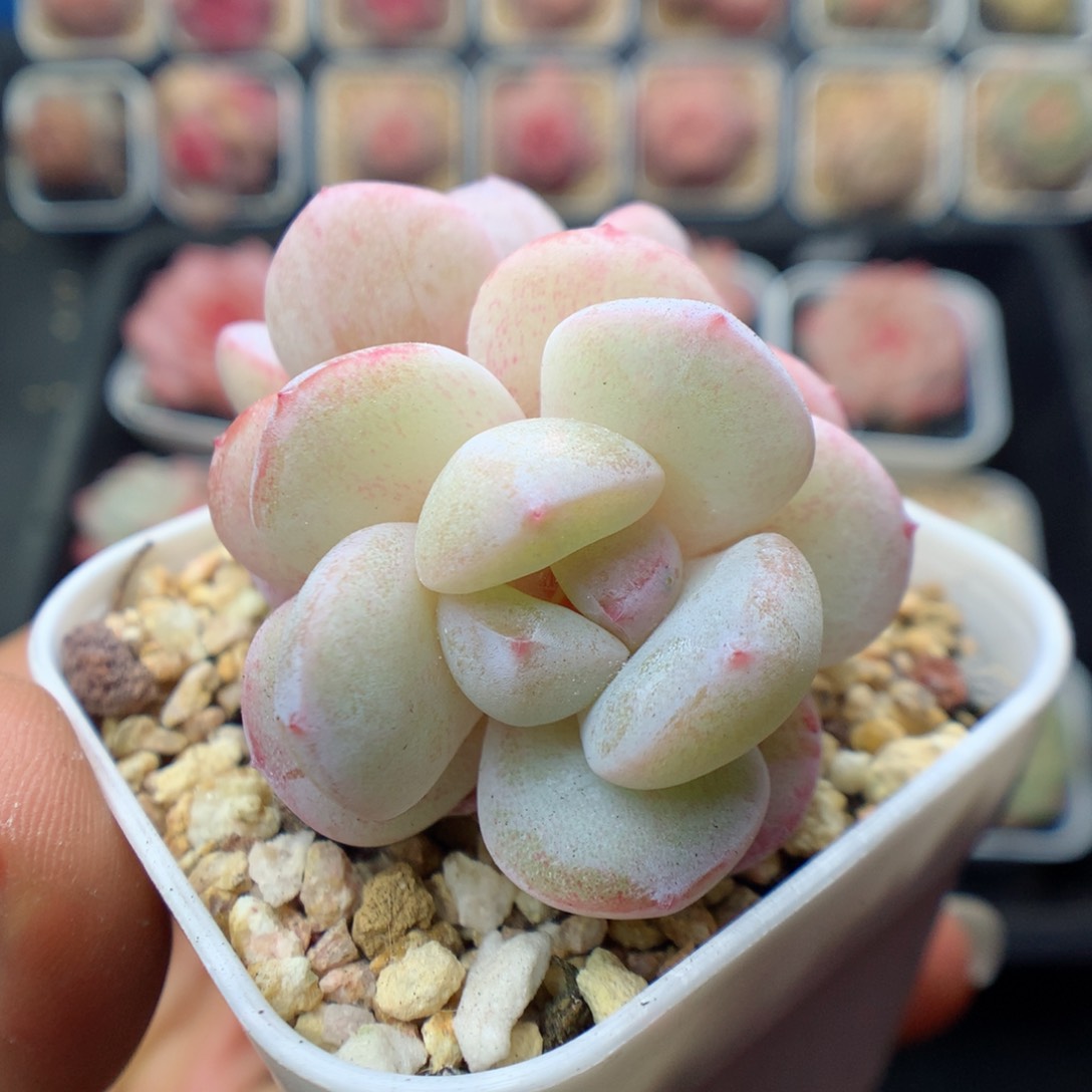 多肉植物。 水晶鞋4