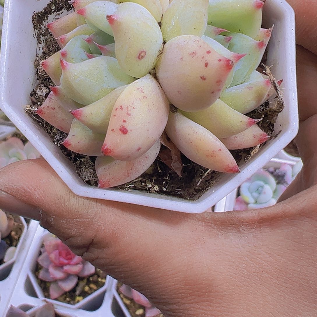 8角盆白拉糖19包邮