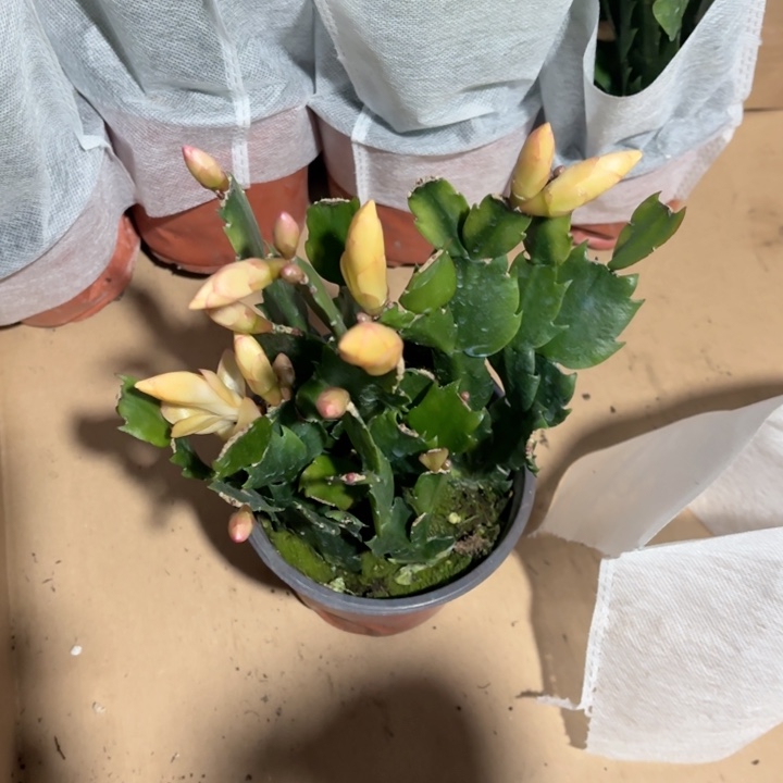 全部花苞黄金蟹爪兰