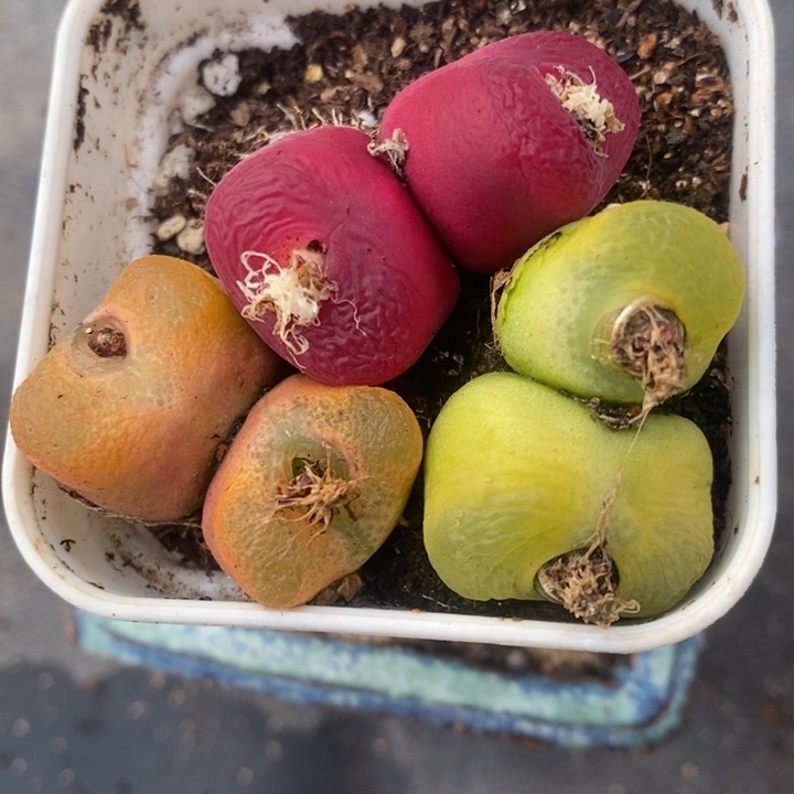 2324红绿灯组合一组