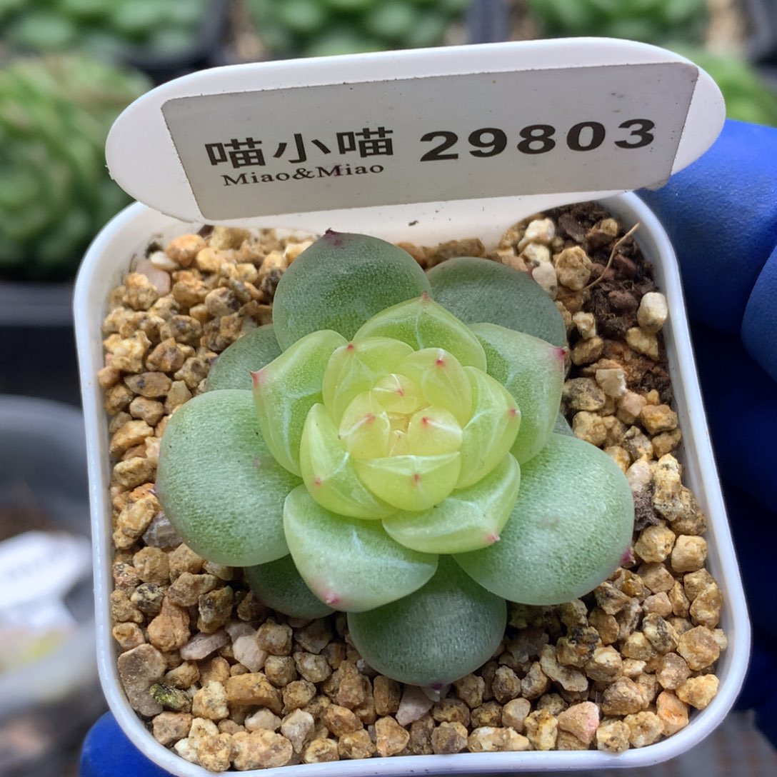 多肉植物杂交珍妮
