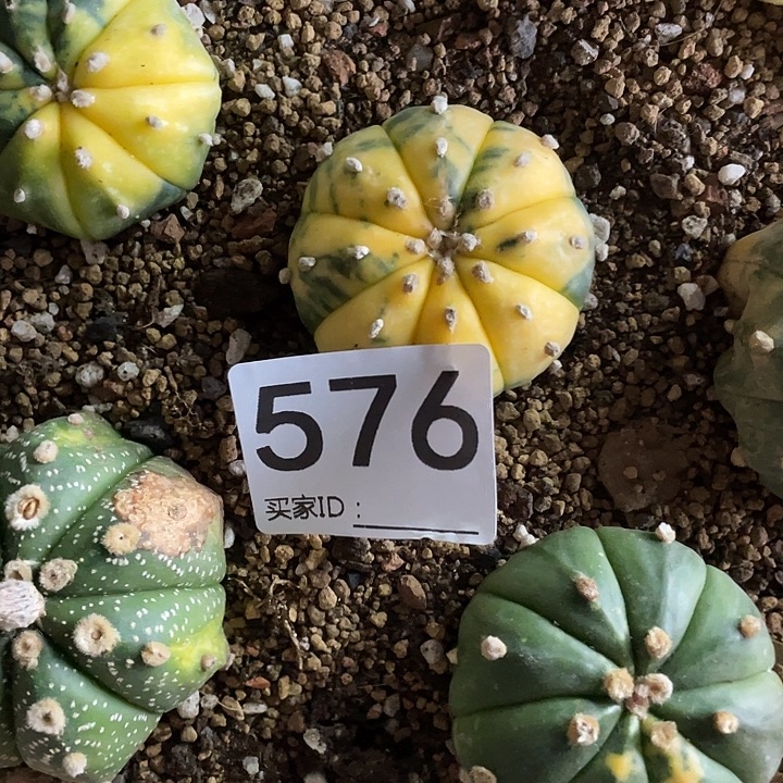 仙人球无花朵兜锦576