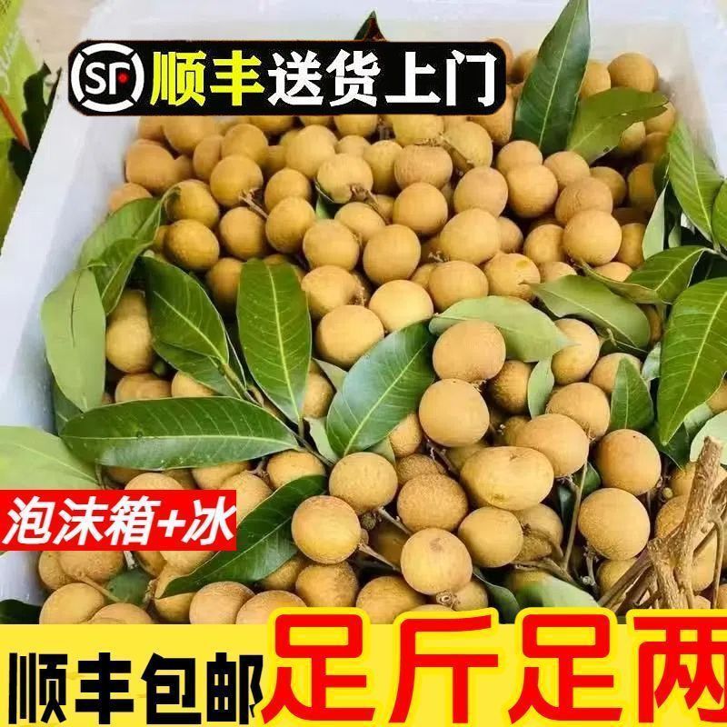 【顺丰冷链】正宗广西石峡龙眼当天新鲜现摘应季水果地标产品