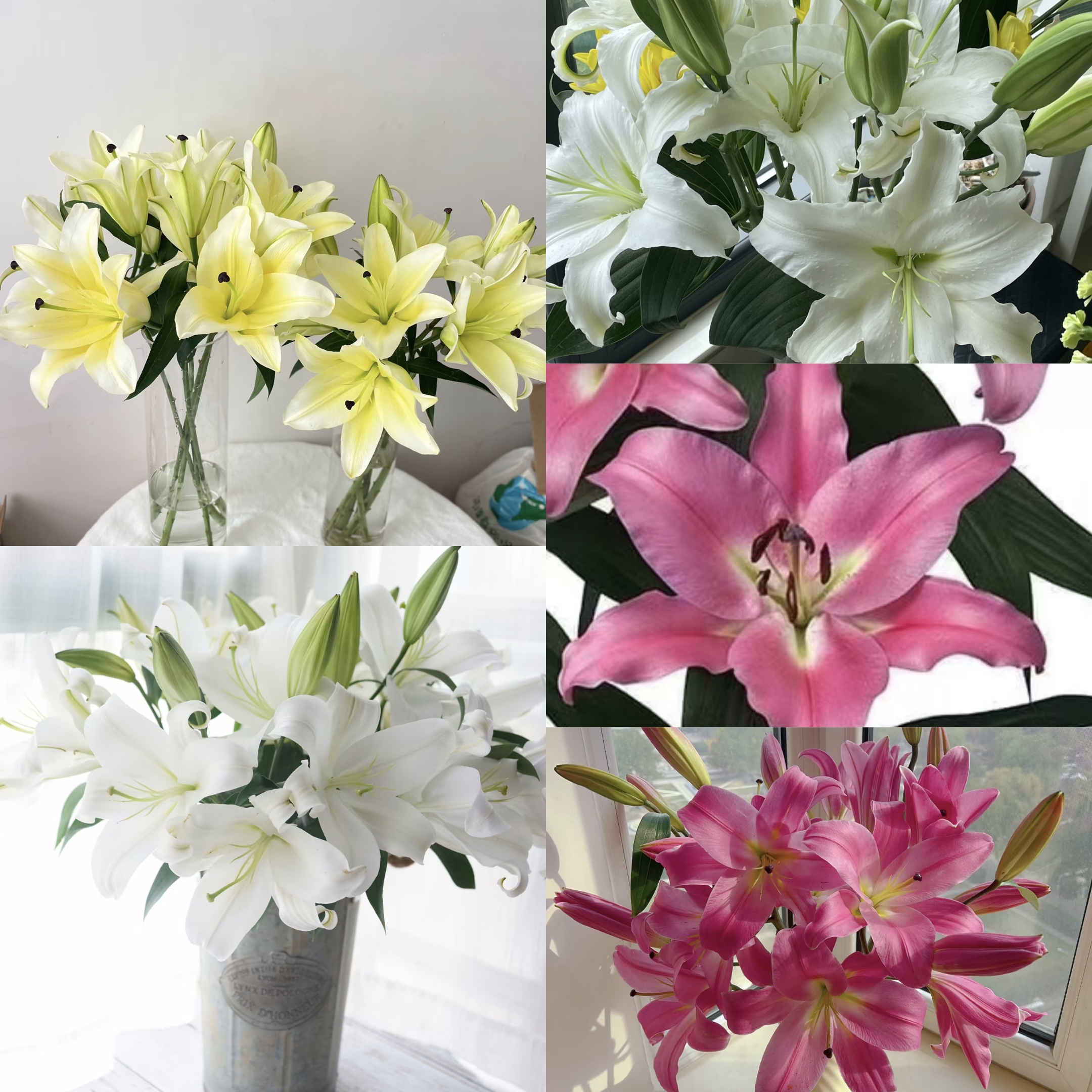 拼色百合  居家办公优选  （东北基地直发）