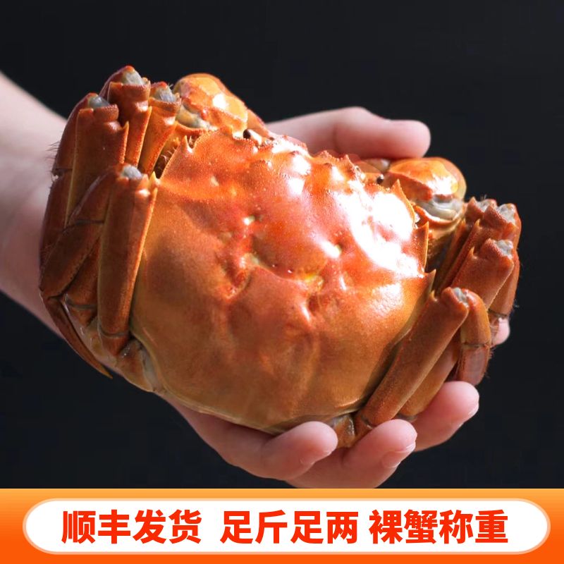 【活蟹】大公蟹5两左右共5/6只去绳净重大闸蟹好品质礼盒顺丰发货