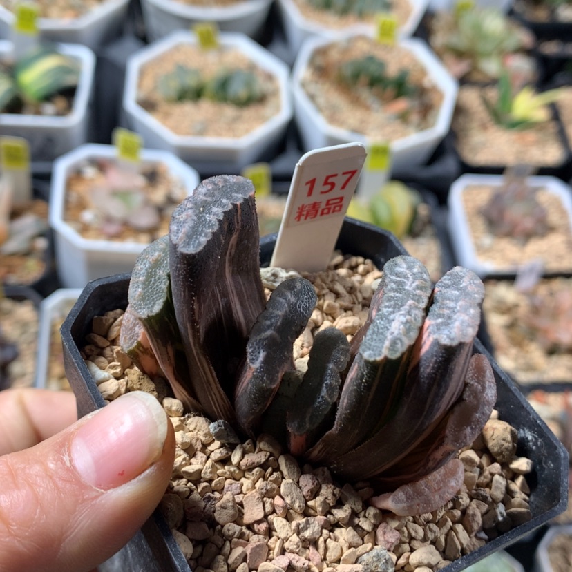 【闪购商品】157玉扇