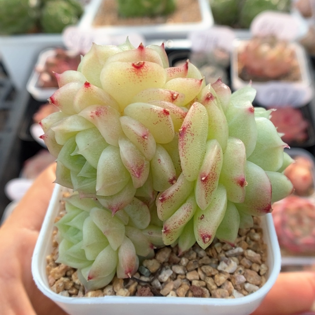 蜜蜡麦秆群生1000号。 