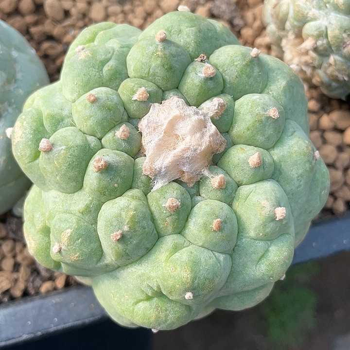 落地满39包邮7.5公分