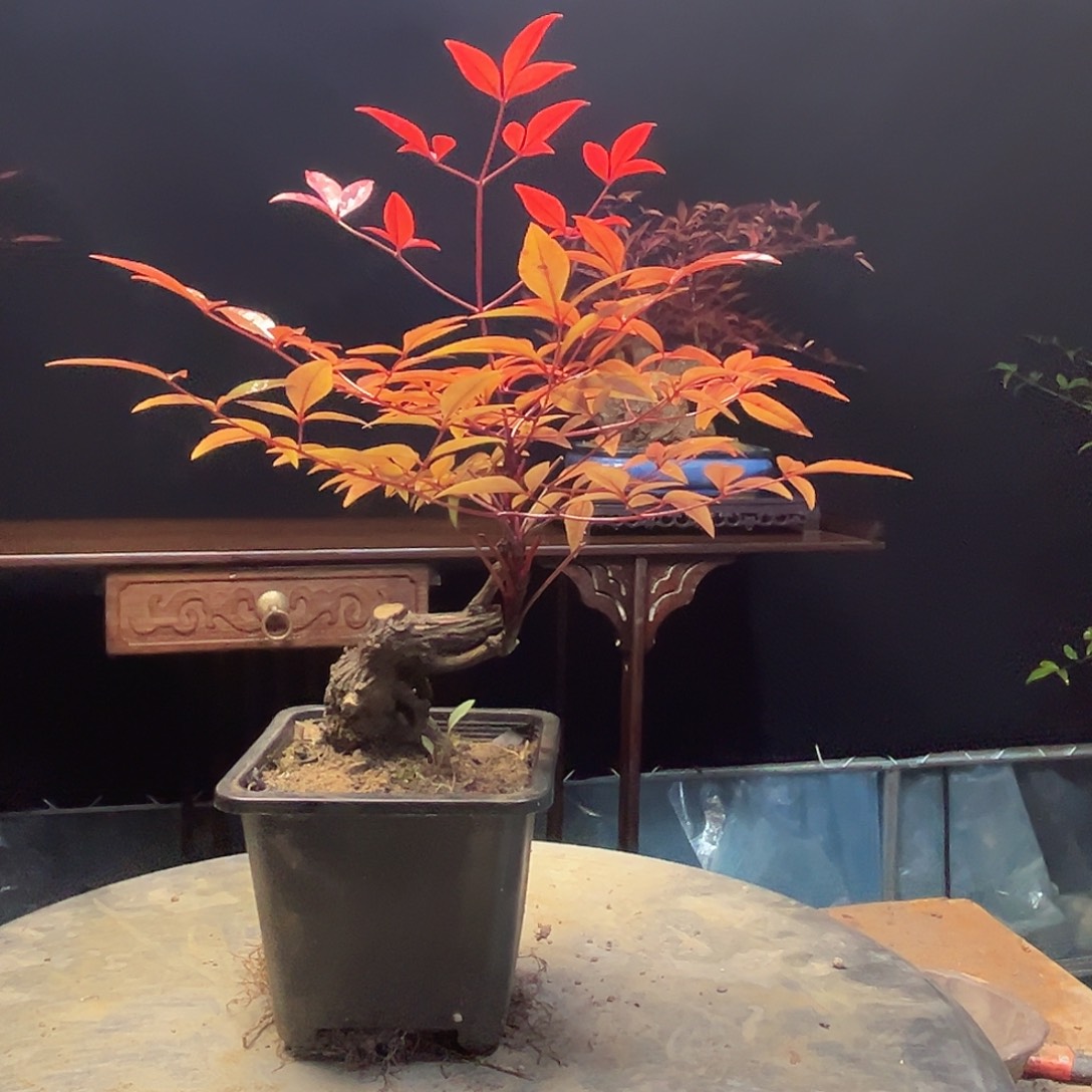 不开花植物00000017