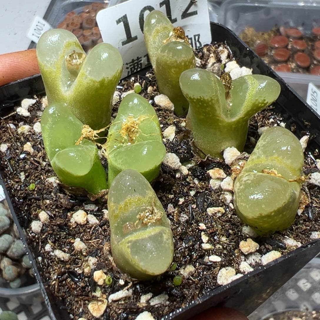 【闪购商品】 1012。    