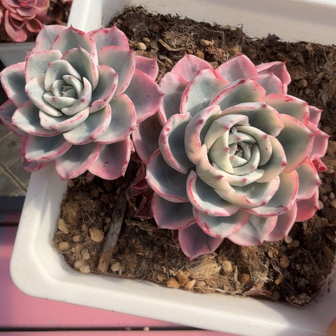 奶油黄桃锦，多肉植物