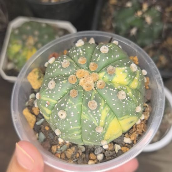 星兜锦直径5.5。。。。。。。。