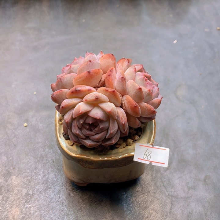 一物一拍满30包邮 68