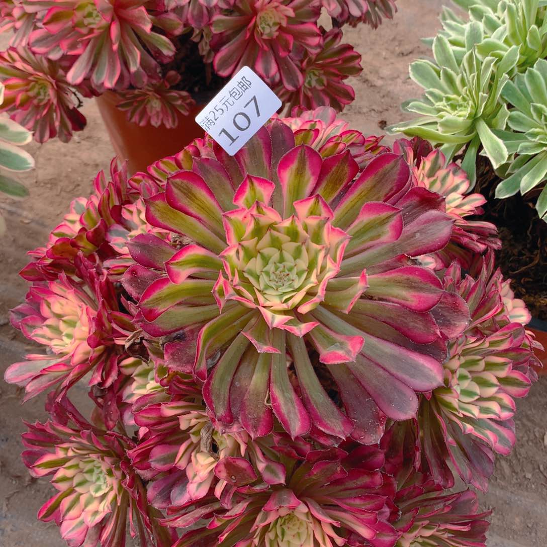 107红铜超白老桩多肉植物