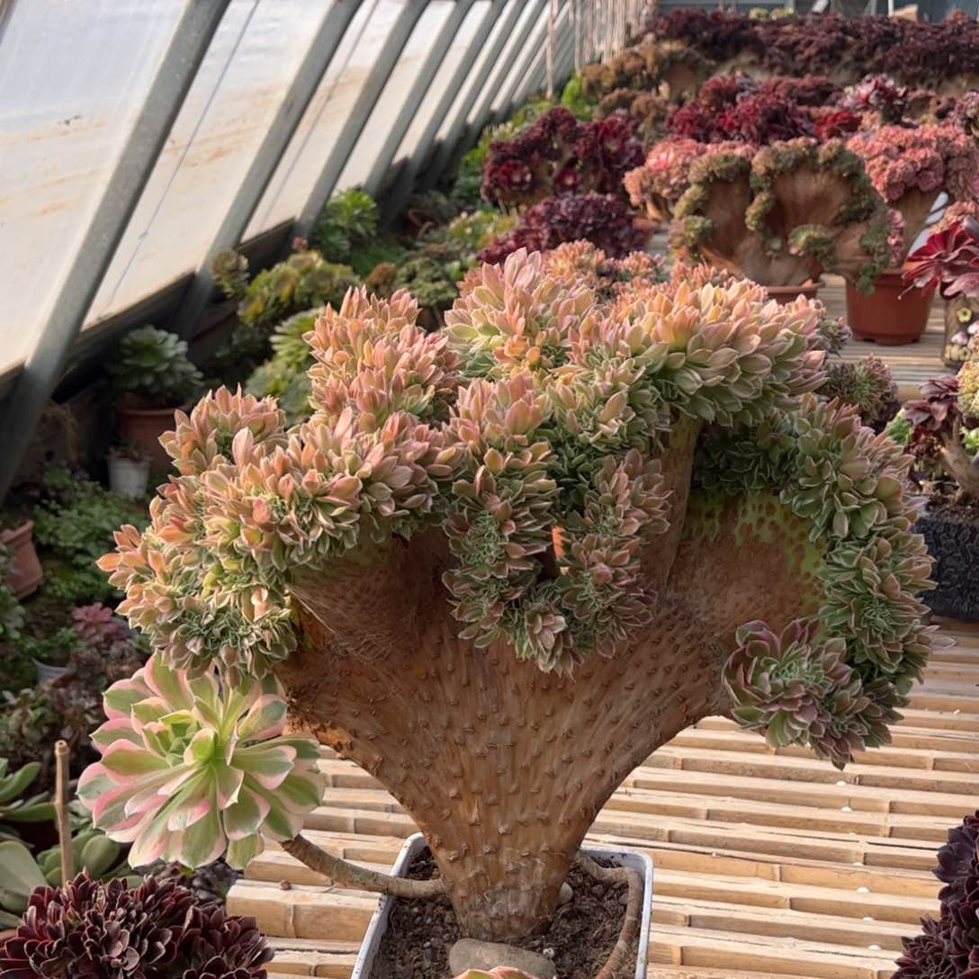 白凤扇子精品福利