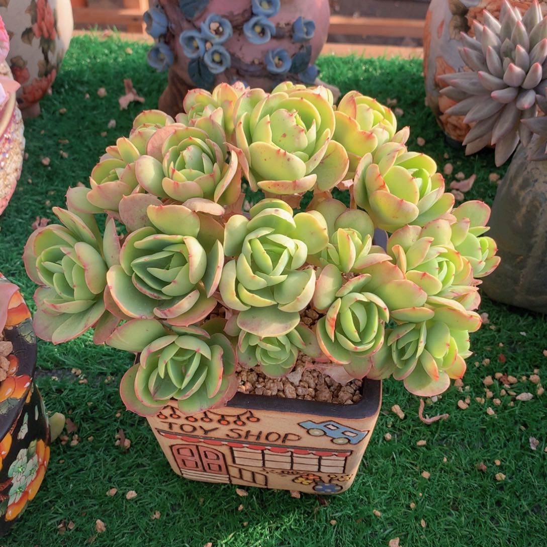 鸡蛋碧桃朵朵缀20 公分一物一拍