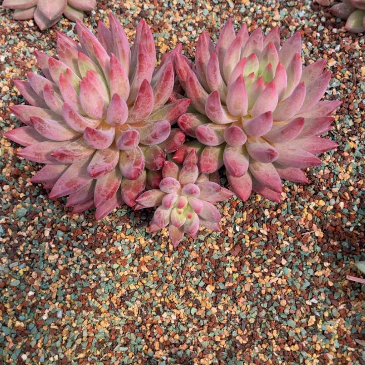 【闪购商品】无花朵橙*?111111111111