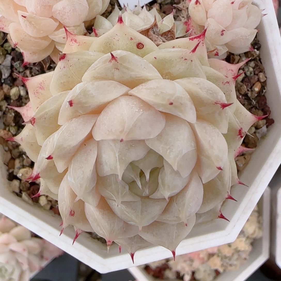 恰***动花语多肉1226-192散魔仙