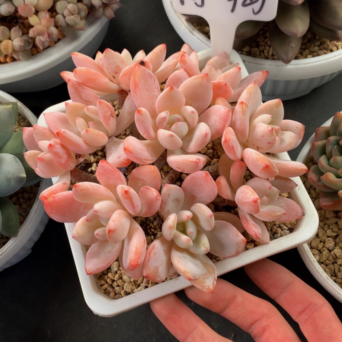 冷香好看好看好看