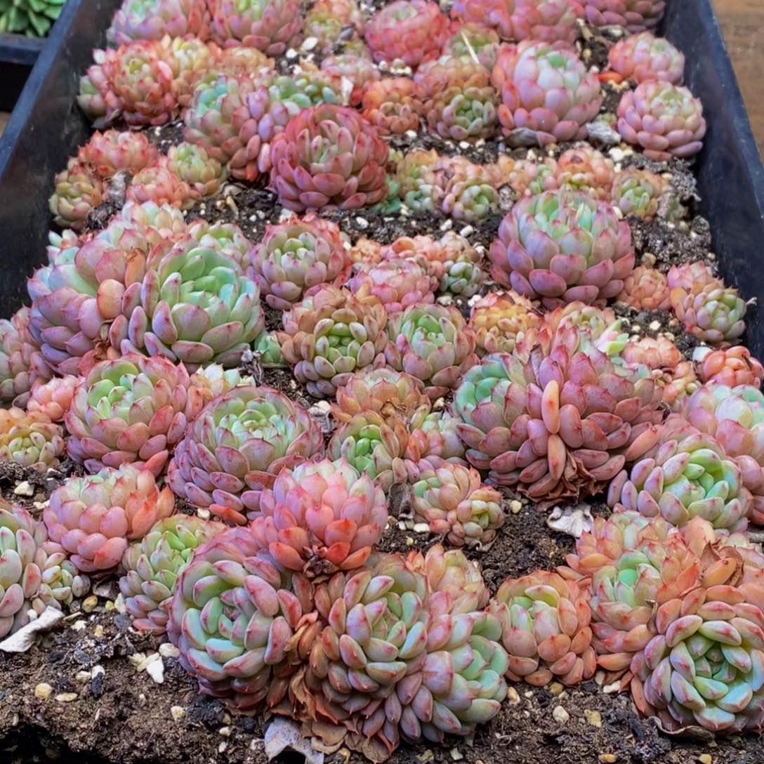 506多肉酱面的做法大全怎么样