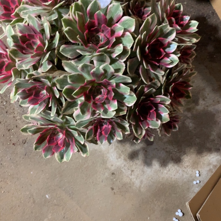 春***。495浣纱多肉植物特价